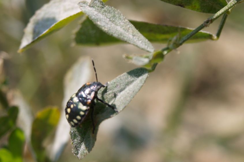 Identificazioni